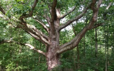 What an Old Tree Taught Me About Endurance and Faith